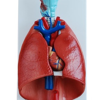 BIOLOGICAL MODEL LARYNX HEART AND LUNG