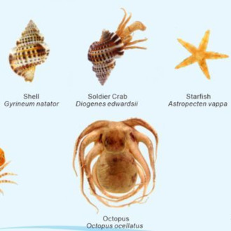 SPECIMENS IN RESIN X 8 SPECIMENS MARINE ANIMALS SET A