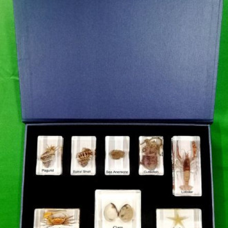 SPECIMENS IN RESIN X 8 SPECIMENS MARINE ANIMALS