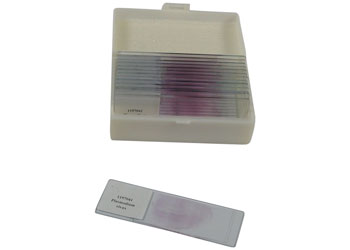 SLIDE MICROSCOPE PREPARED SET/25 BIOLOGY