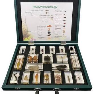 SPECIMENS IN RESIN X 20 SPECIMENS ANIMAL KINGDOM