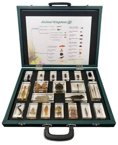 SPECIMENS IN RESIN X 20 SPECIMENS ANIMAL KINGDOM