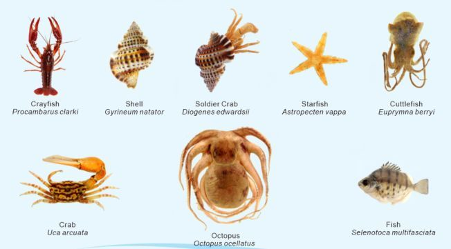SPECIMENS IN RESIN X 8 SPECIMENS MARINE ANIMALS SET A