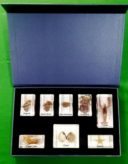 SPECIMENS IN RESIN X 8 SPECIMENS MARINE ANIMALS